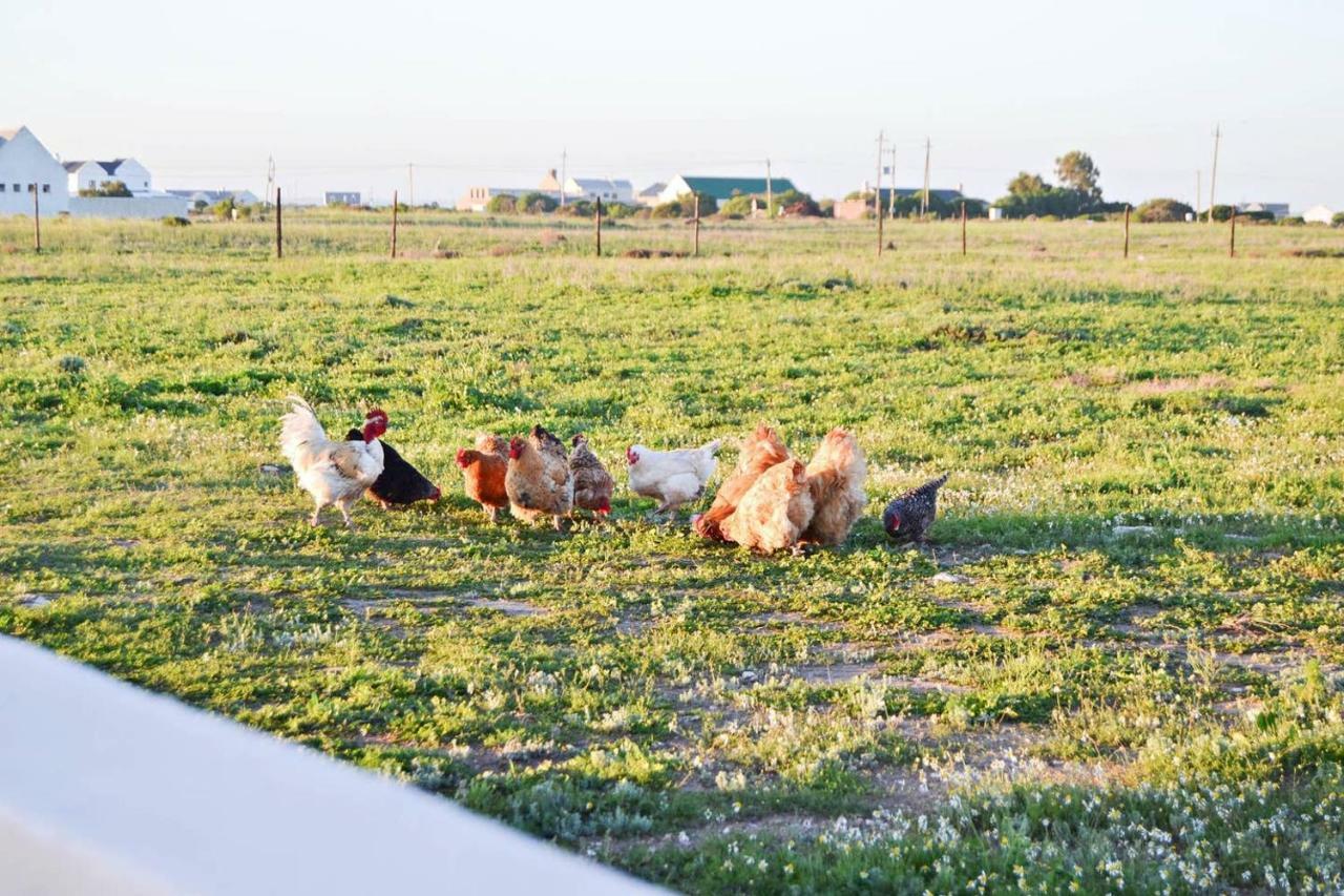 Aintree Farm Cottage Langebaan Kültér fotó